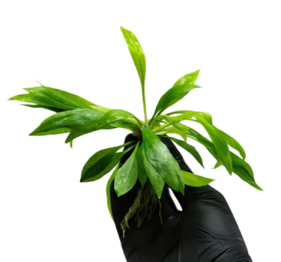 Эхинодорус Мадаленгенсис, с грузом